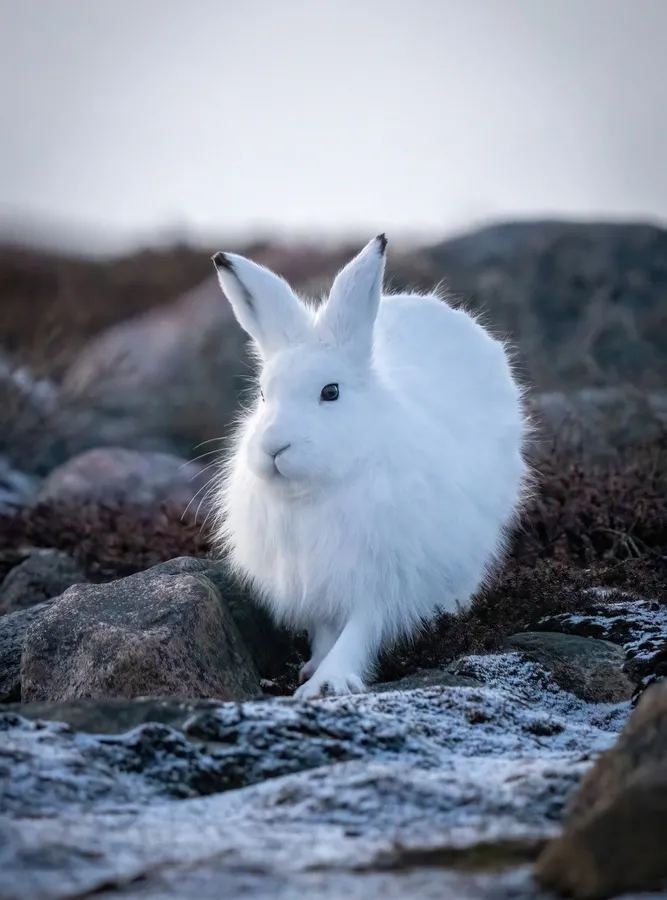 Arctic hare