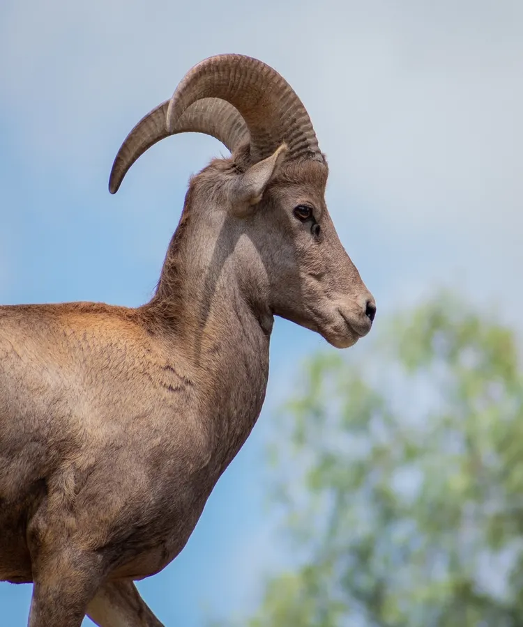 Argali sheep