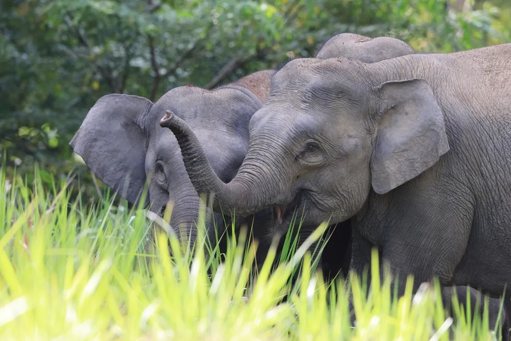 Asian elephant
