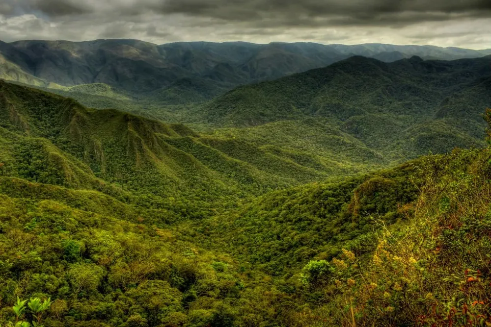 Atlantic Forest