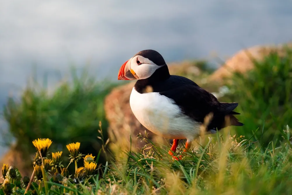 Atlantic puffin