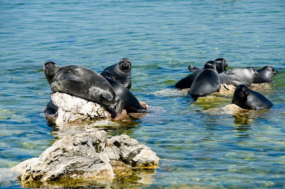 Baikal seal