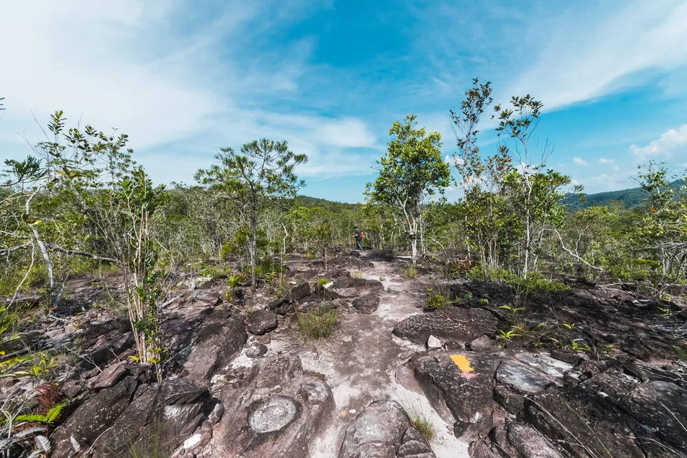 Sandstone sea stacks and rainforest at Bako.