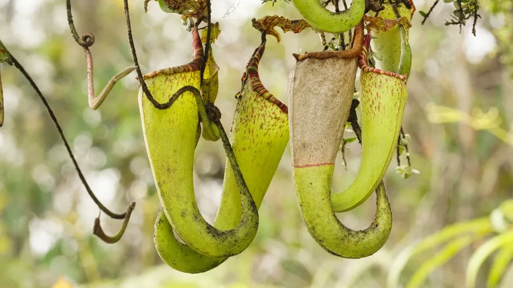 Pitcher-plant heath