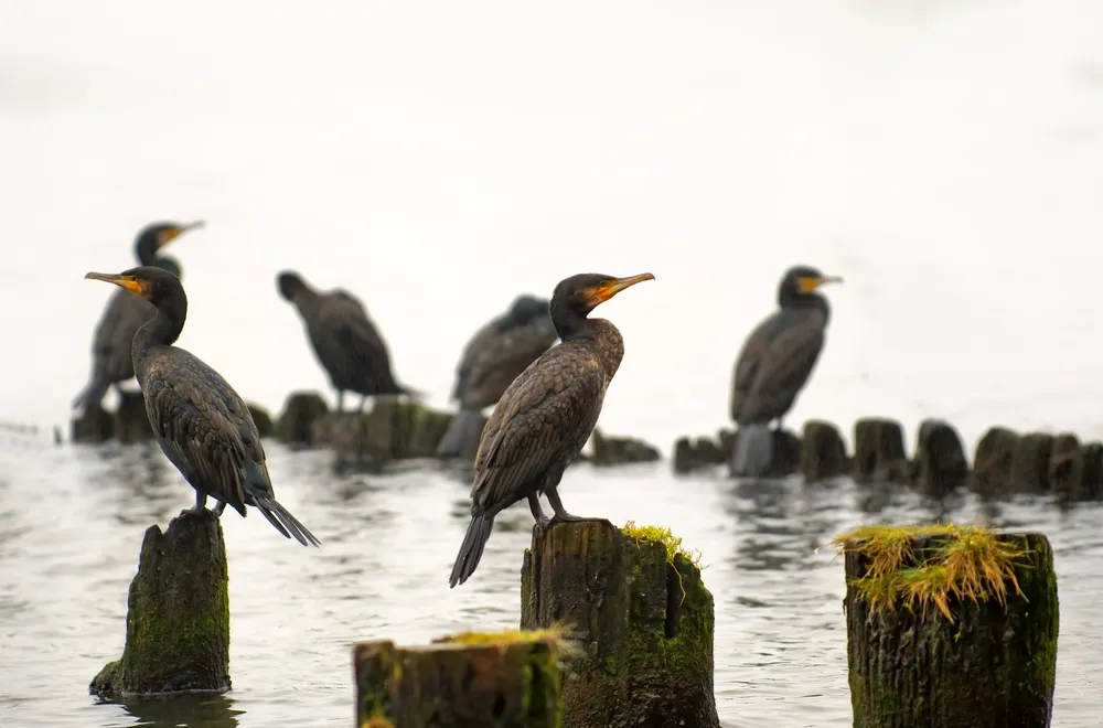 Baltic seabirds