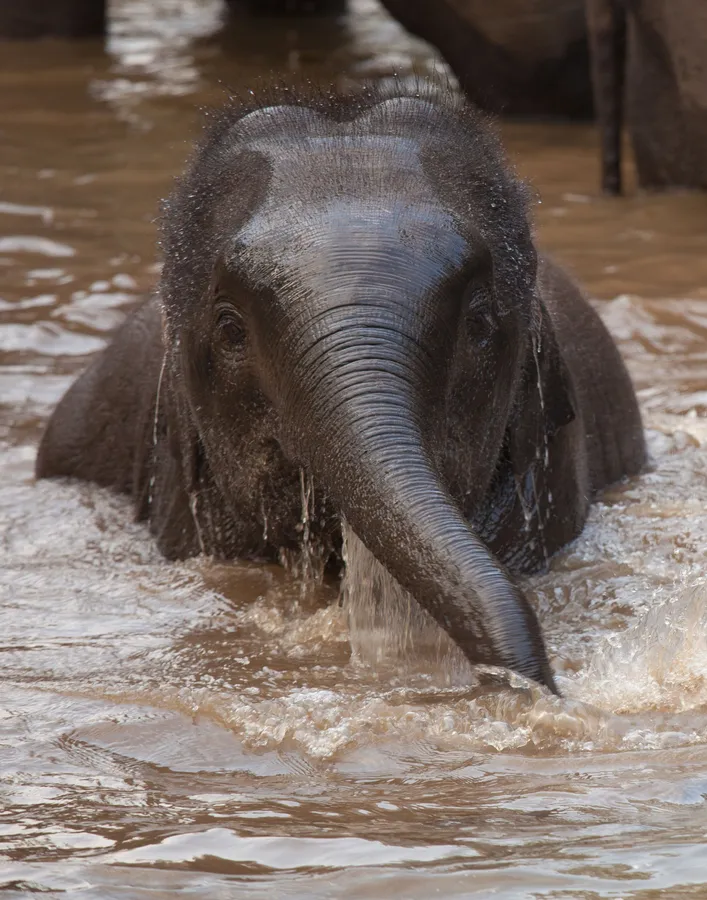 Asian elephant