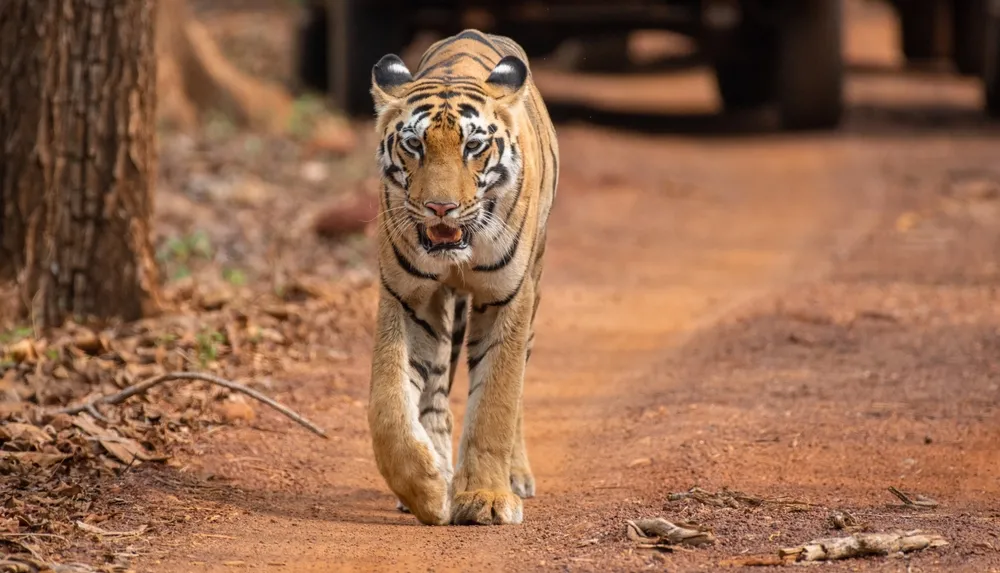 Kanha Bandhavgarh