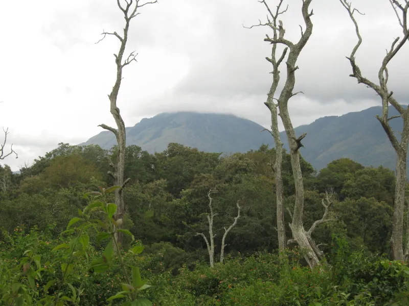 Forest stretching unbroken to the Nilgiri hills on the horizon.