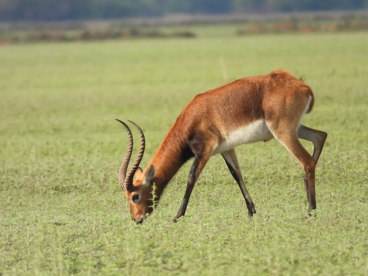 Lechwe plains