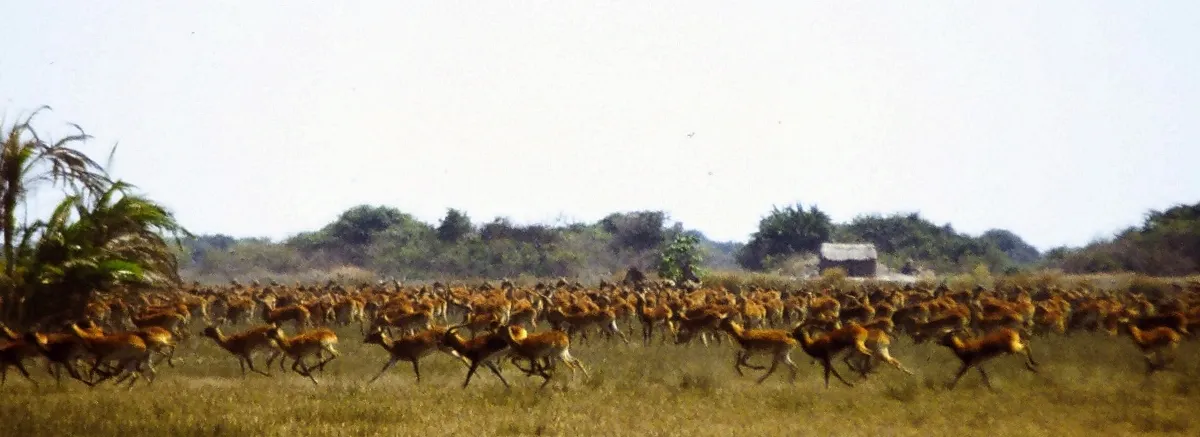 Bangweulu Wetlands — wetlands.