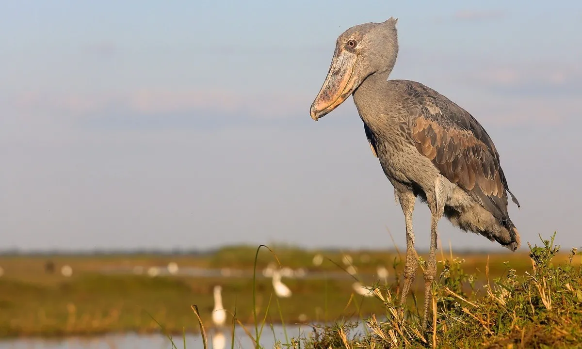 A shoebill standing in the Bangweulu papyrus.