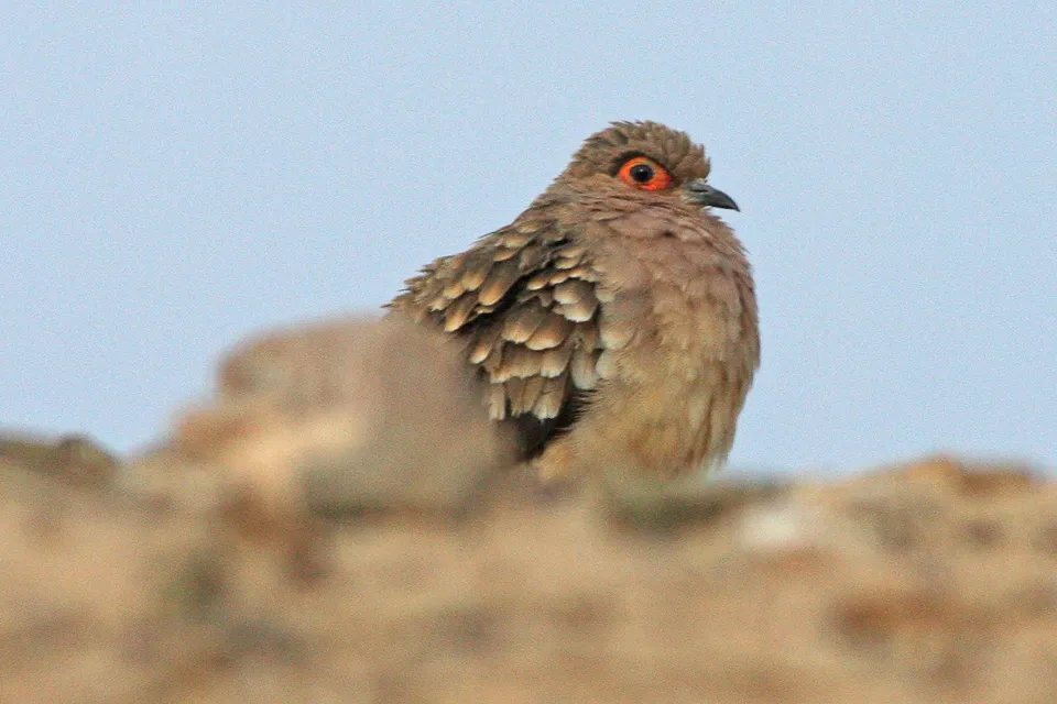 Bare-faced ground-dove