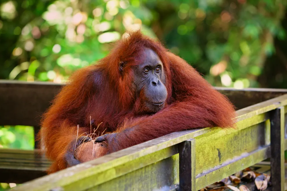 Bornean orangutan