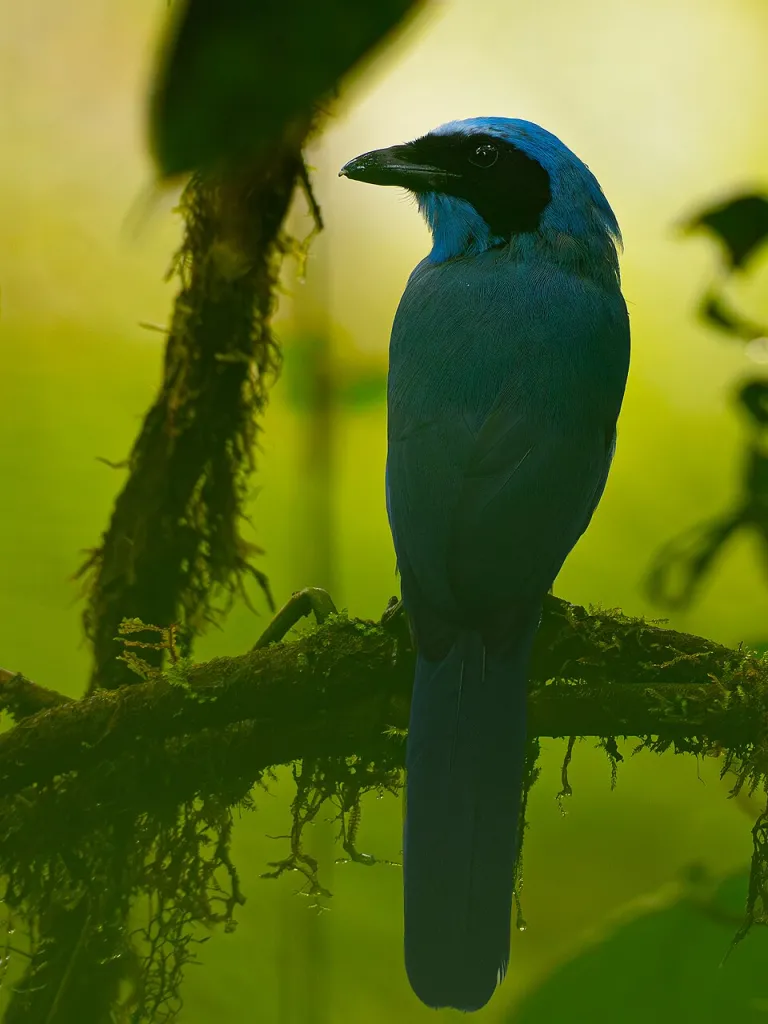cloud-forest-birding