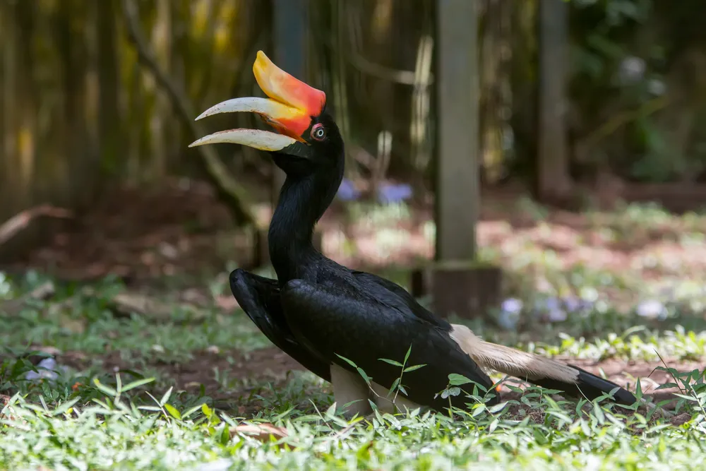 Hornbill watching