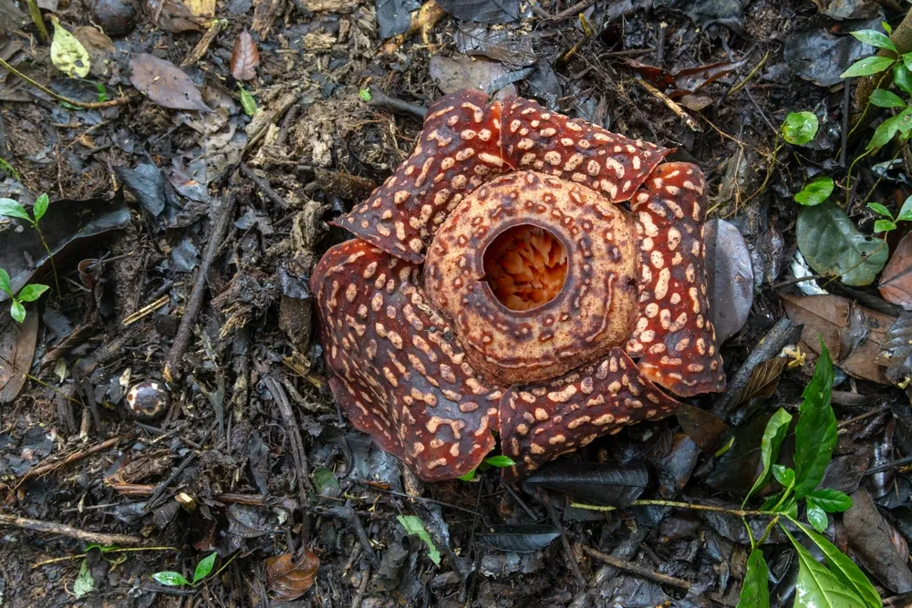 Rafflesia trek