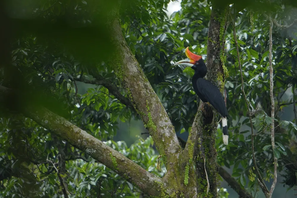 Ancient rainforest along Lake Temenggor in Belum-Temengor.