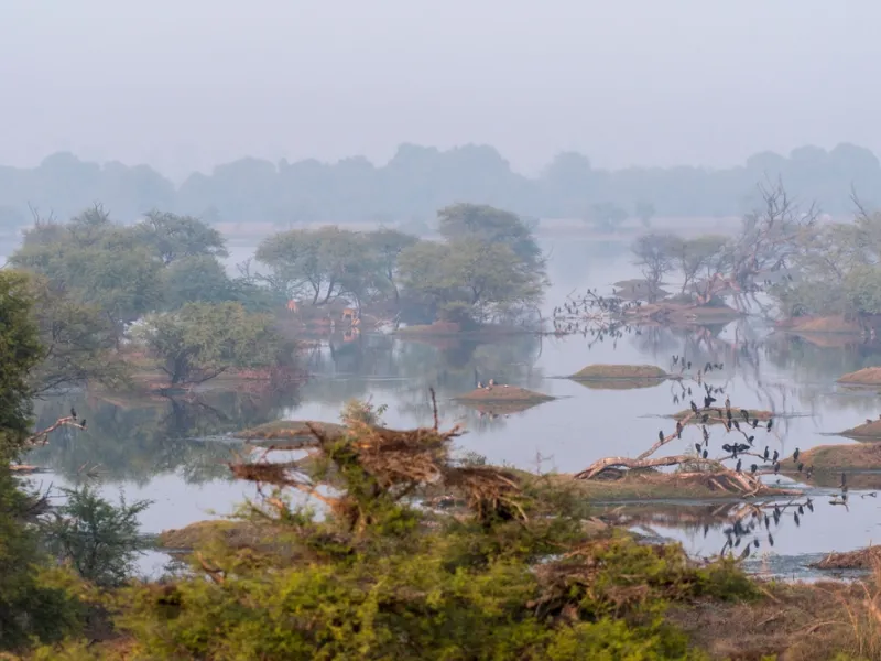 Painted storks nesting in a flooded acacia, marsh beyond.