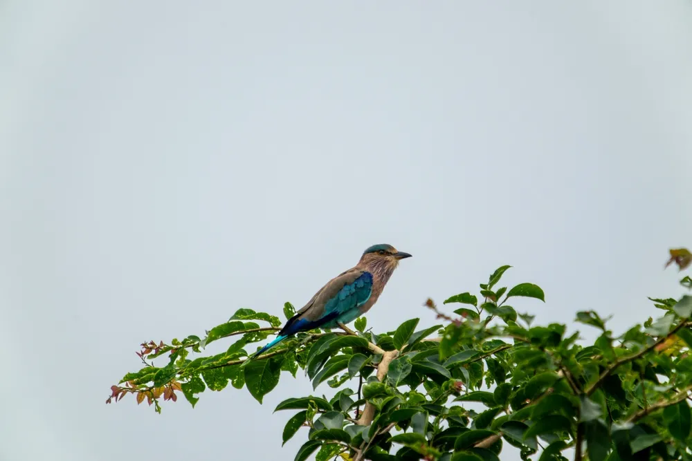 bharatpur-birding-escape