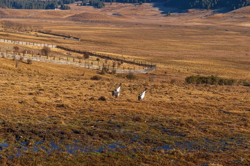 Black-necked cranes in the marshy floor of the Phobjikha valley.