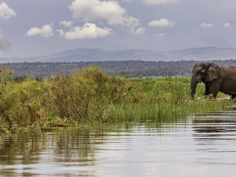 Elephant