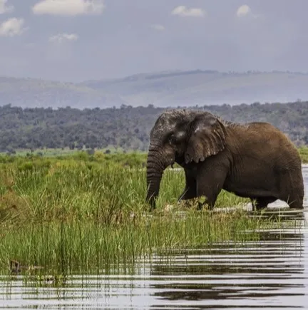 Elephant