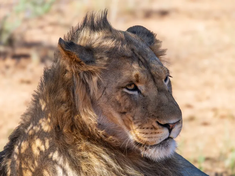 Lion