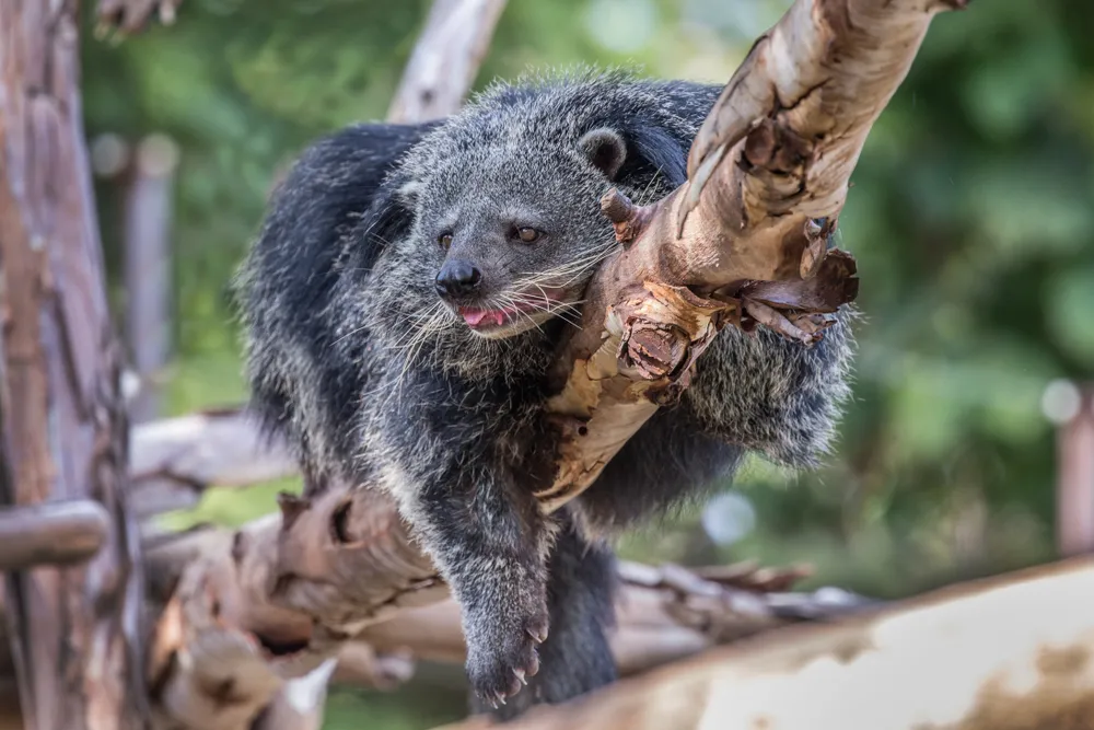 Binturong