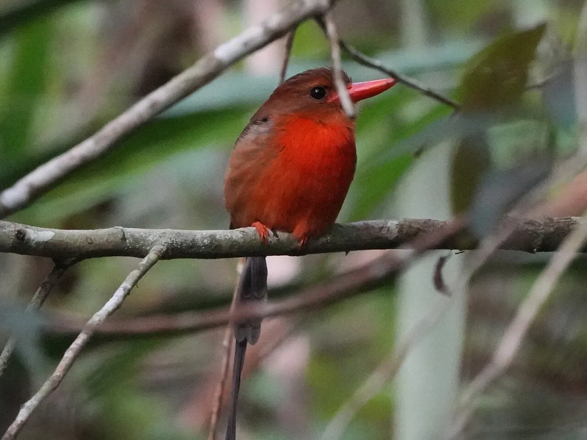 Brown-headed paradise-kingfisher