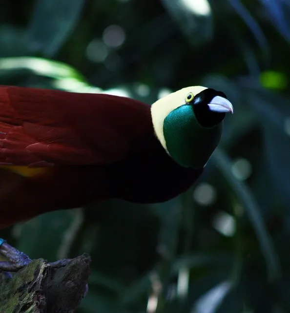 Greater bird-of-paradise