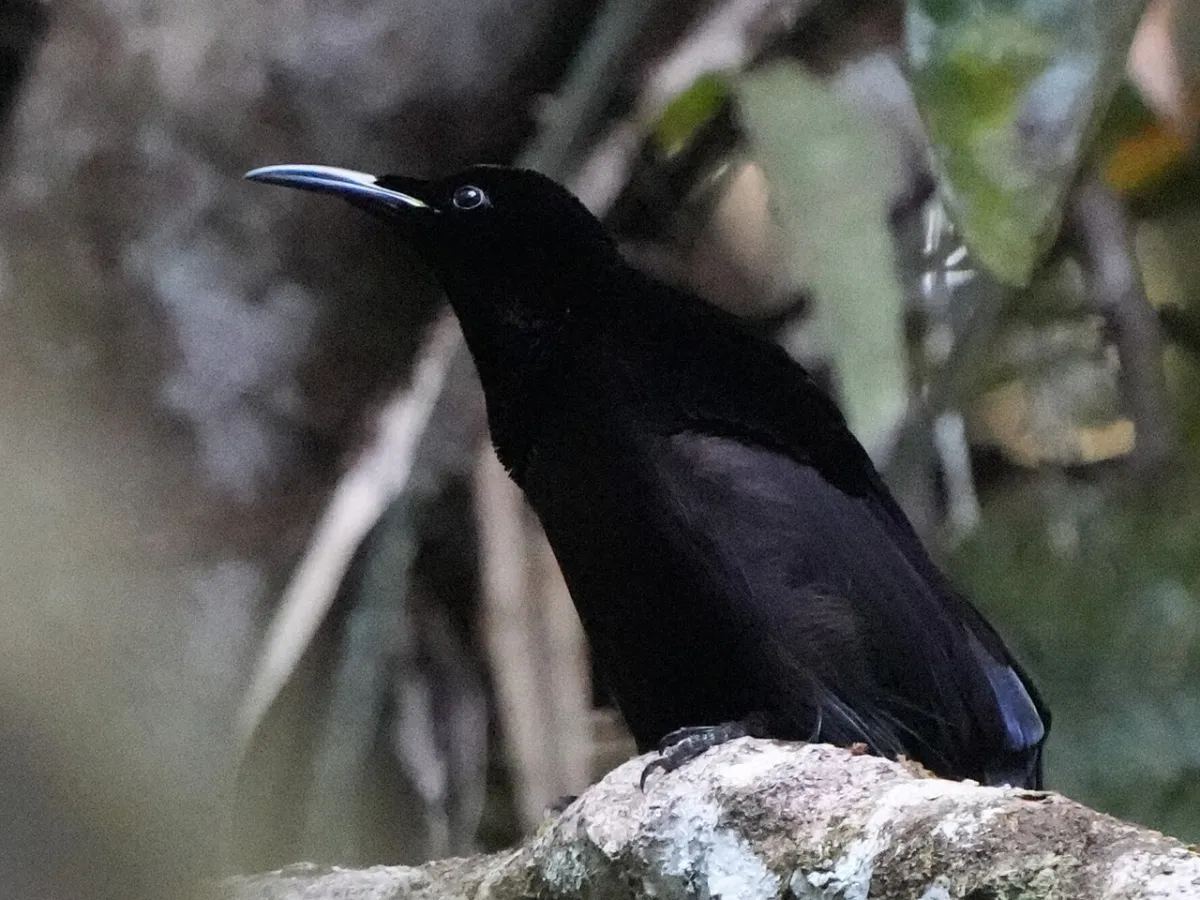 Growling riflebird