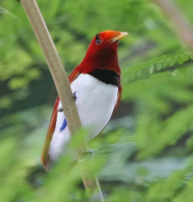 King bird-of-paradise