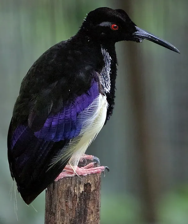 Twelve-wired bird-of-paradise
