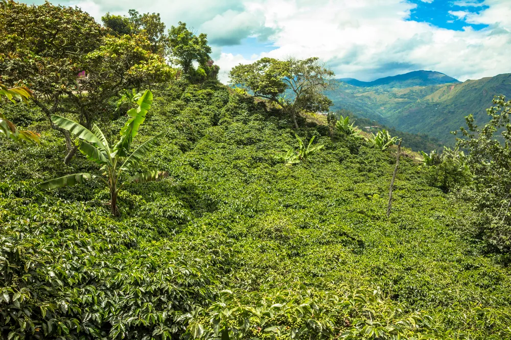 Coffee haciendas
