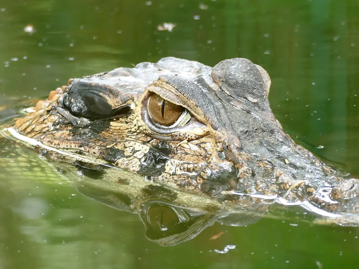 Black caiman
