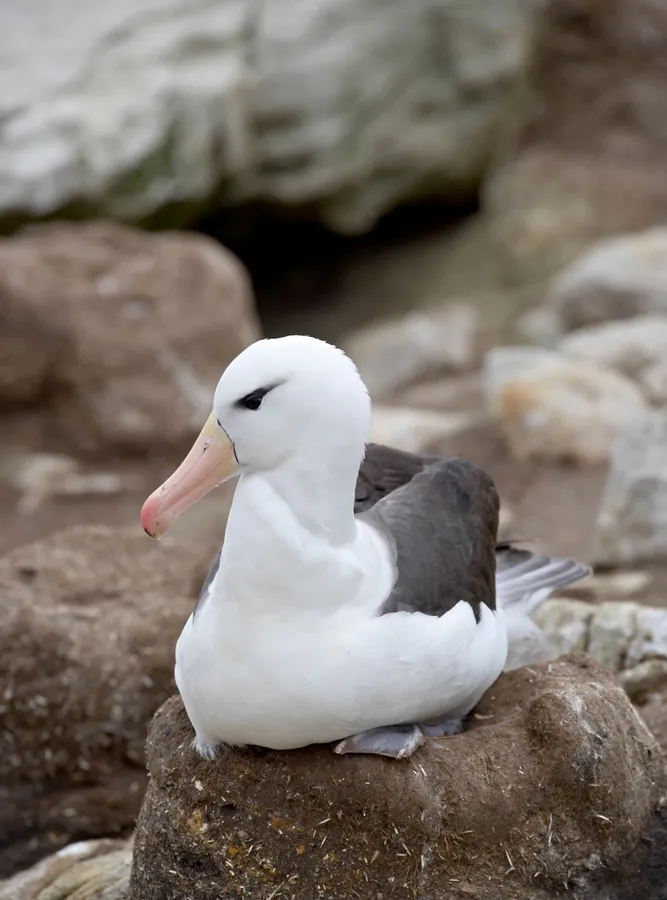 Black-browed albatross