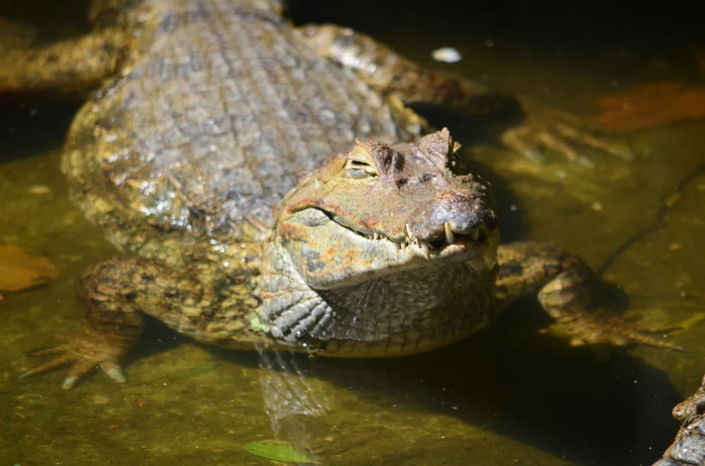 Black caiman