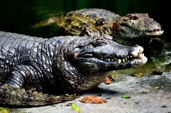 Black caiman