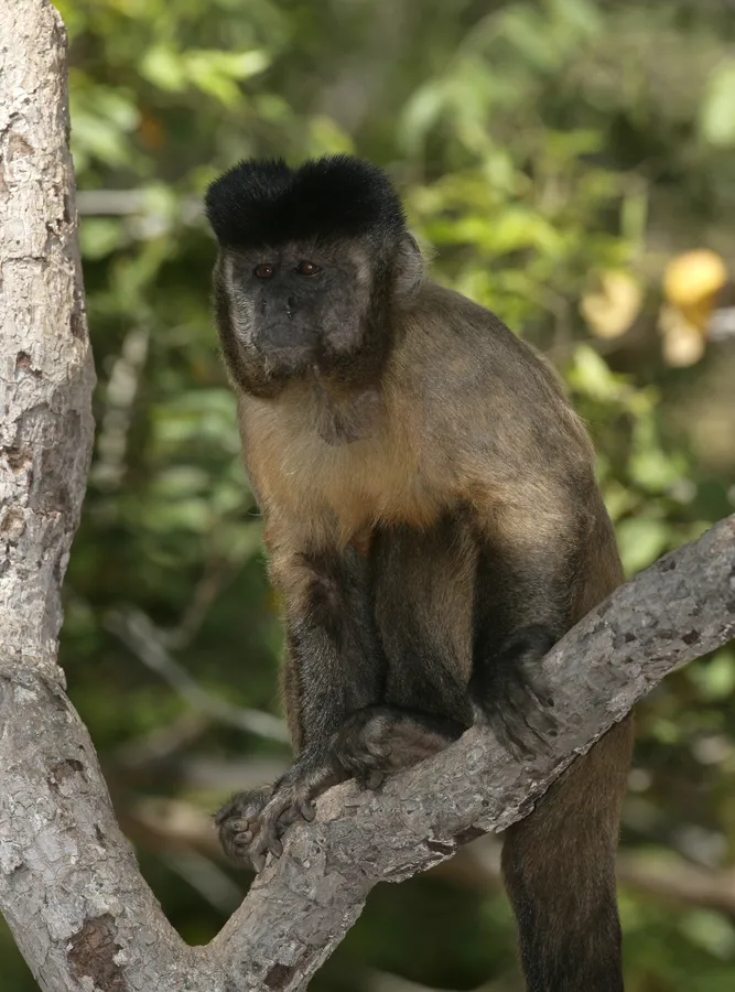 Black-capped capuchin