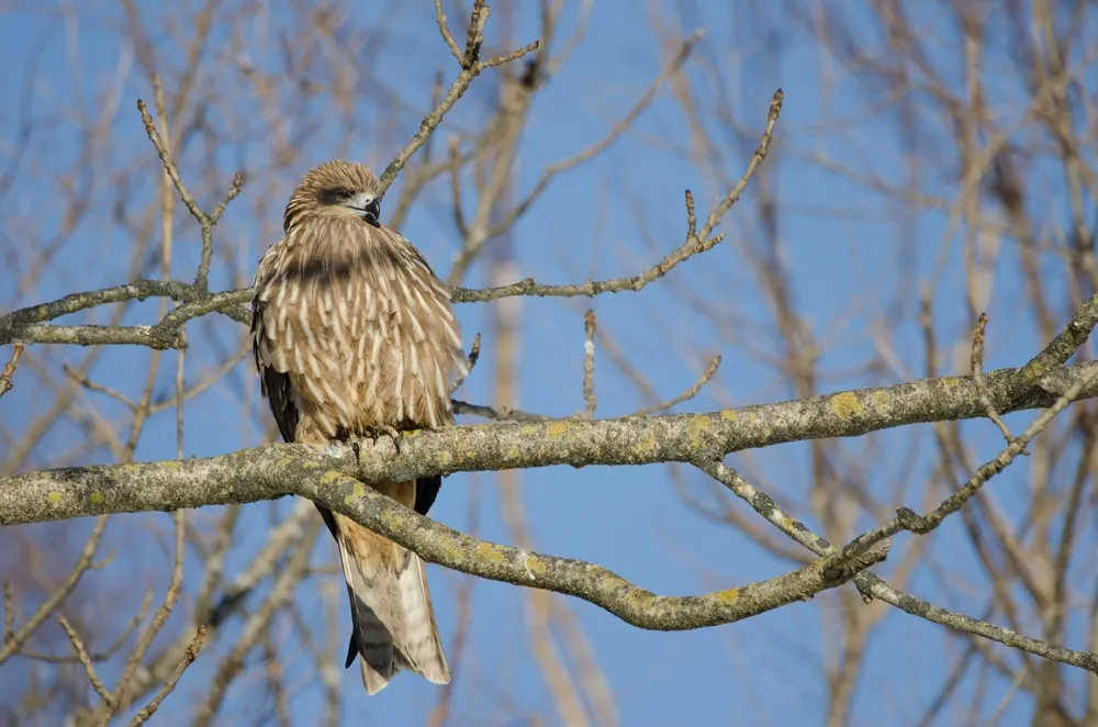 Black-eared kite