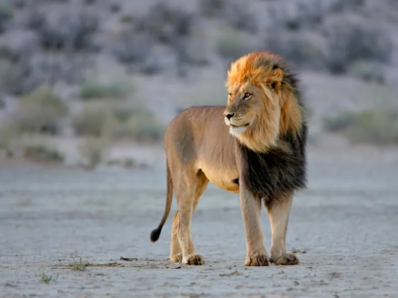 Lion