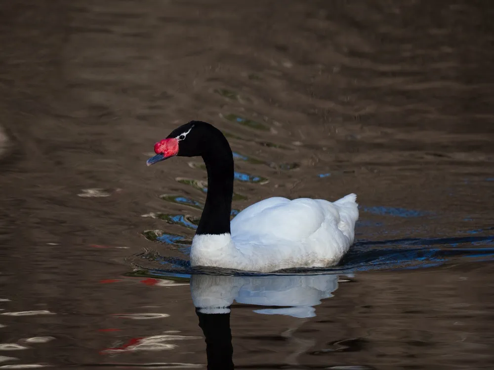 Black-necked swan