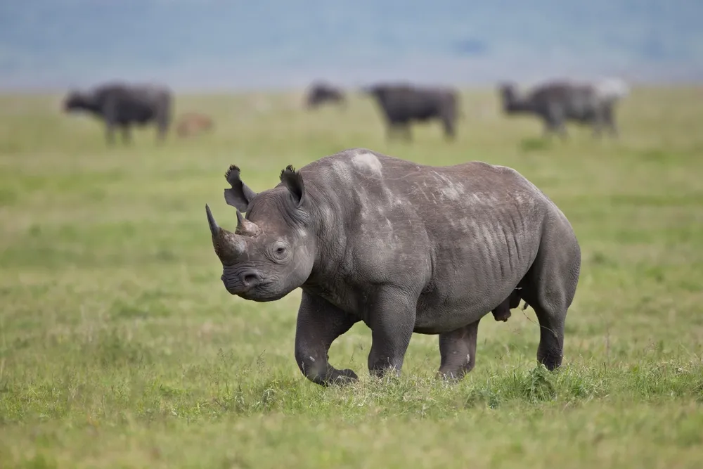 Black rhino