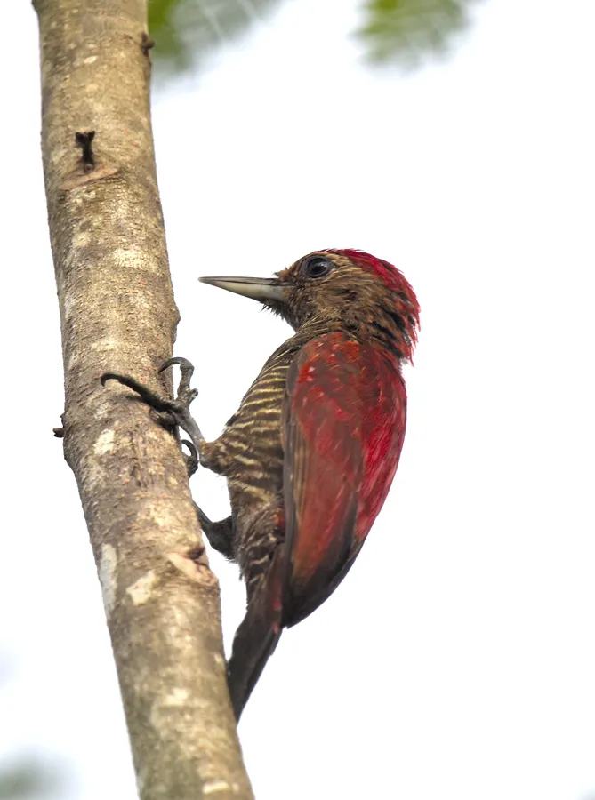 Blood-coloured woodpecker