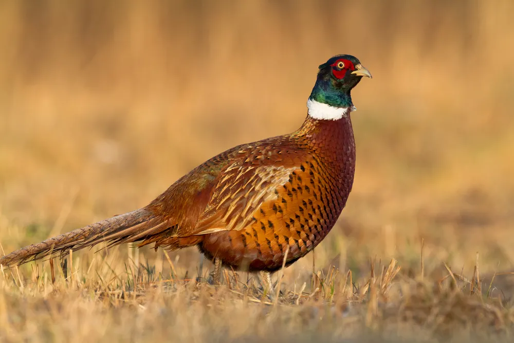 Blood pheasant