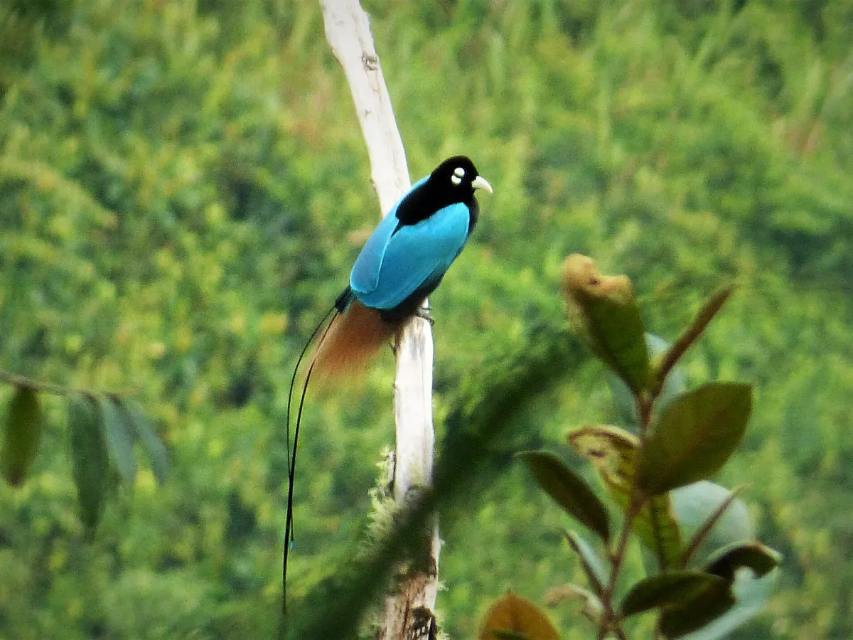 Blue bird-of-paradise