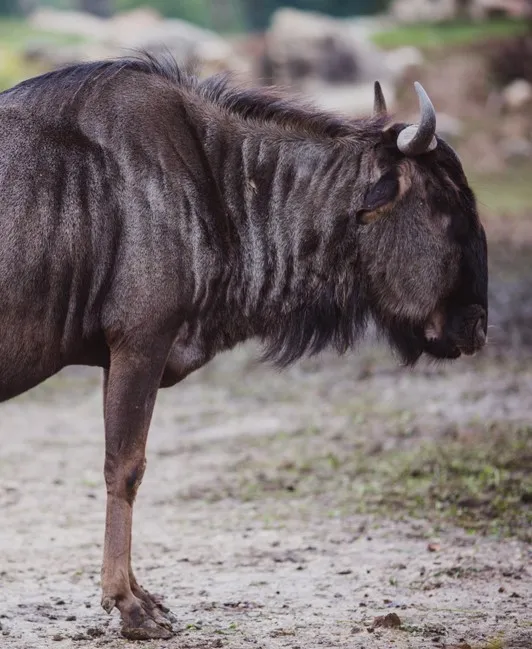 Blue wildebeest