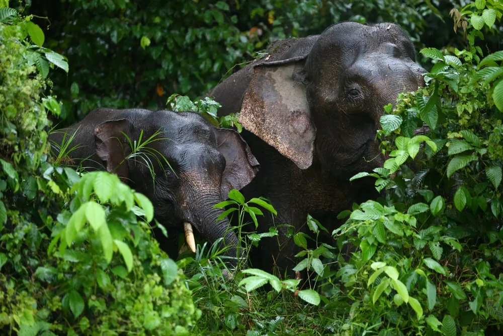 Bornean pygmy elephant