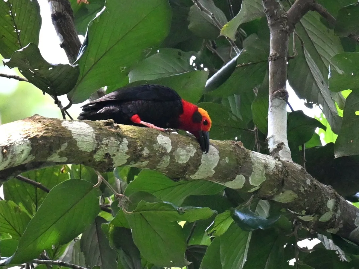 Bornean bristlehead