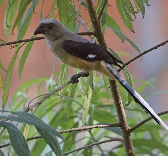 Bornean treepie